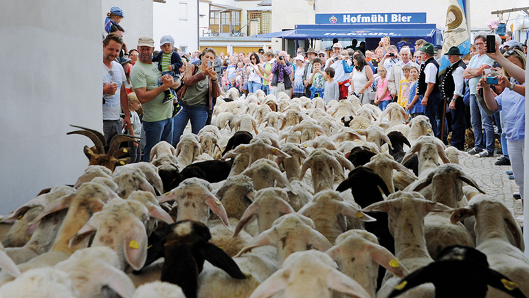 Viele hundert Schafe, Lämmer und Ziegen zwängen sich durch das historische Markttor. Bild: Markt Mörnsheim