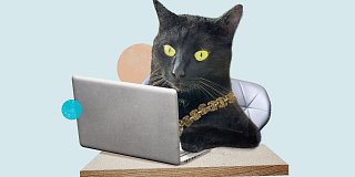 Bild der Kolumne "Pino"