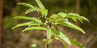 Eine frisch gepflanzte Esskastanie. Diese wurde im letzten Jahr im Rahmen des Waldumbaus symbolisch als 90-millionster Baum gepflanzt. Die Esskastanie ist ein wahrer Zukunftsbaum – sie kommt gut mit Trockenheit und Hitze zurecht. Foto: Judith Schmidhuber/StMELF.